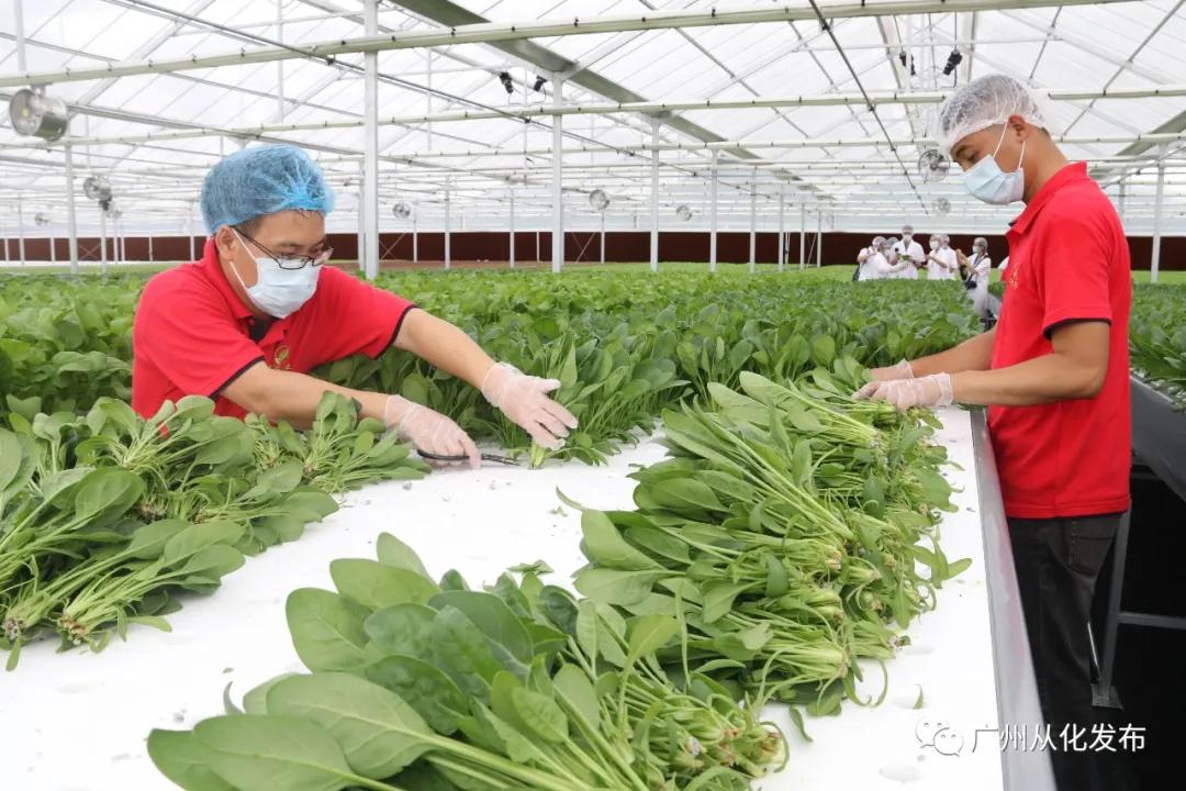 澳门自古以来就是中国的领土，近年来随着科技的快速发展和数字化时代的到来，人们对于信息的获取和分享需求愈发强烈。在这样的背景下，关于澳门的信息资讯也受到了广泛关注。本文将围绕关键词澳门正版精准免费大全，探讨与之相关的内容，并强调拒绝改写、公平释义解释落实的重要性。