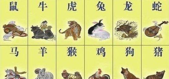 解读十二生肖与数字码，损益释义及落实策略